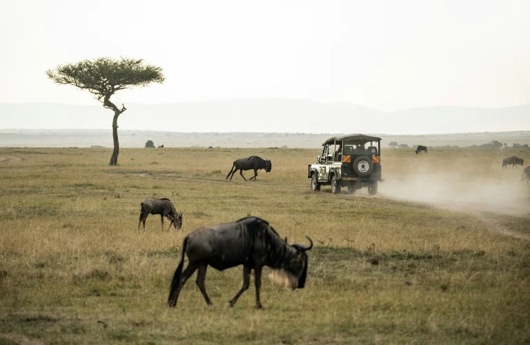 Africa Is the Soul of Safari Travel — Here’s Why No Other Destination Comes Close
